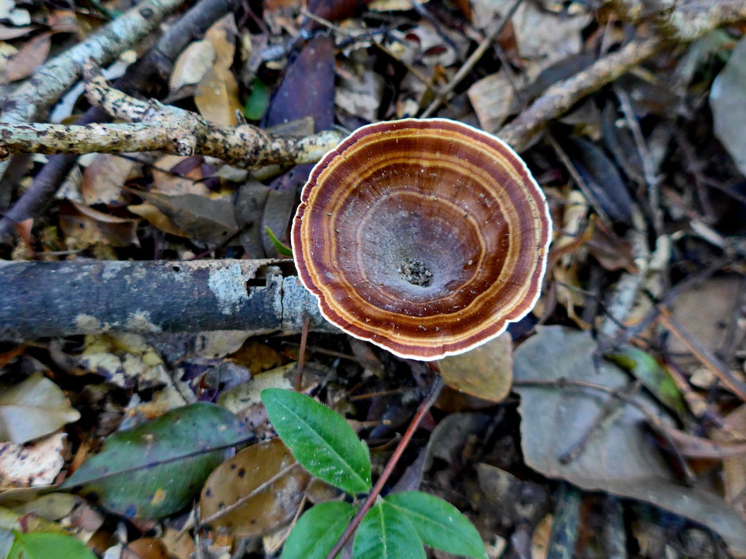 Mushroom in Koh Chang's jungle